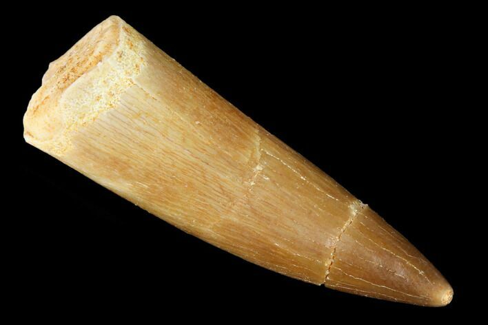 Fossil Plesiosaur (Zarafasaura) Tooth - Morocco #166736